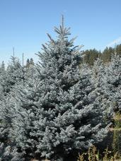 Colorado Spruce